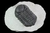 Bargain, Austerops Trilobite - Ofaten, Morocco #92321-1